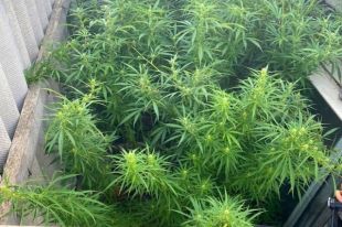 В Житомирской области мужчина во дворе дома выращивал 200 кустов конопли