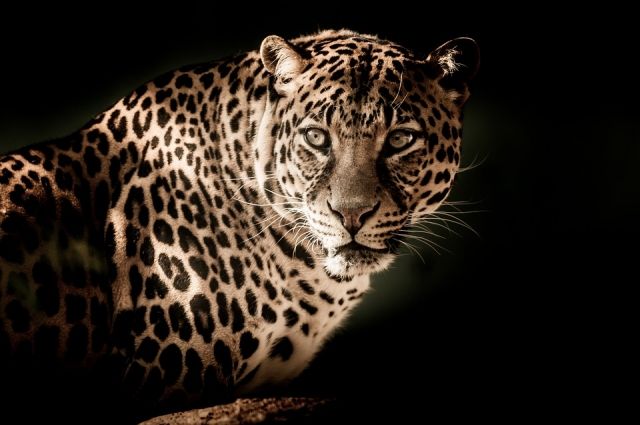 В Анапе у предпринимателя изъяли краснокнижного персидского леопарда