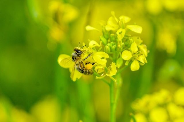 Новосибирский пасечник судится с фермером из-за гибели пчёл