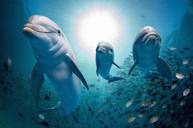 Изучение дельфинов. Ученые ИО РАН провели лекцию по проекту