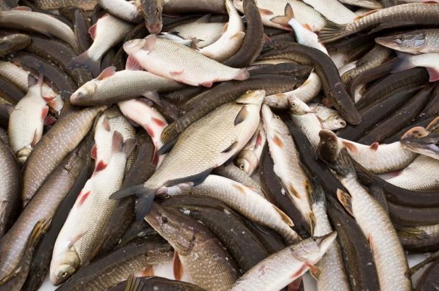 Жителя Стародубского района будут судить за 40 выловленных сетью рыб