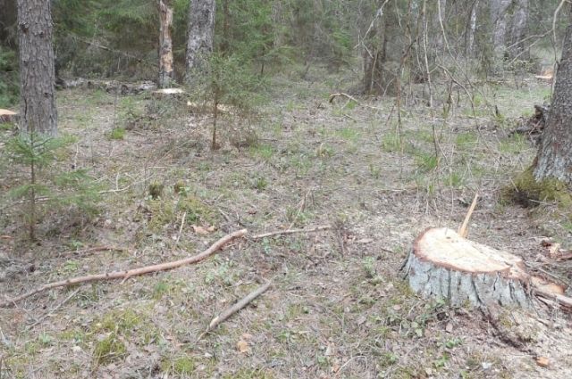 В Оренбуржье прокуратура разбирается с незаконной вырубкой леса в Татарской Каргале