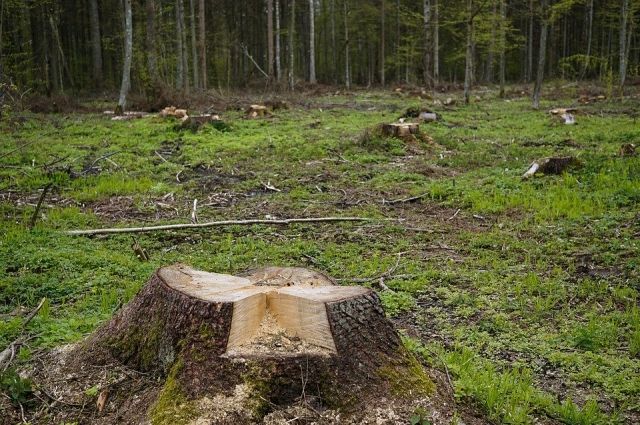 49-летнего майкопчанина обвиняют незаконной вырубке леса