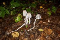 На ночь глядя тюменцы пошли в лес за грибами и заблудились