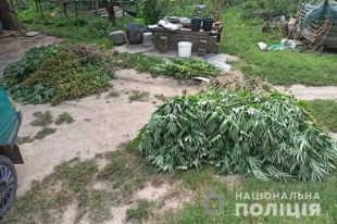 В Киеве у злоумышленников изъяли марихуаны на 15 миллионов гривен