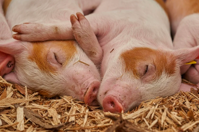 Поголовье свиней увеличилось до 150 тысяч голов
