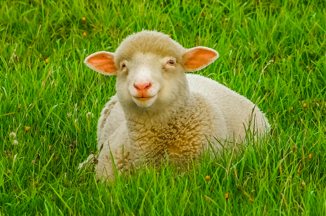 Приморская ферма пополнилась овцами из Сибири