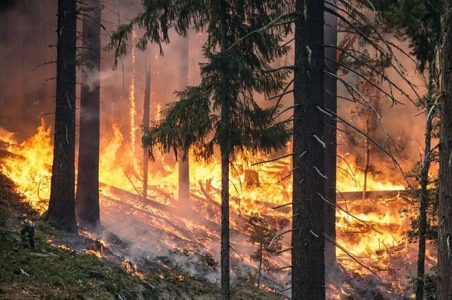 На Ямале снова загорелся лес