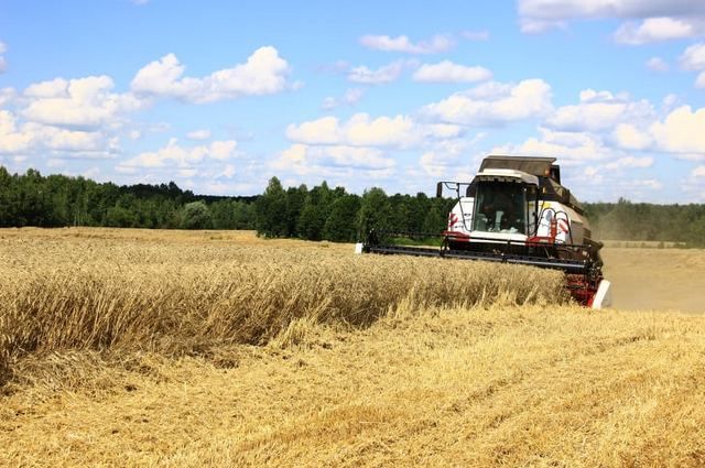 Брянская область вошла в число лидеров в ЦФО по урожайности
