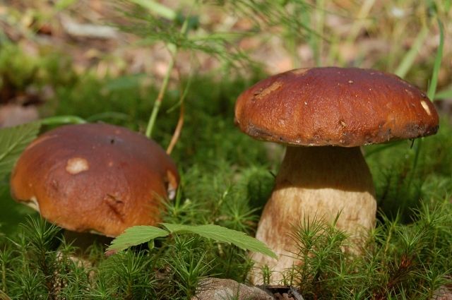 В Омской области мужчина нашёл гигантский гриб