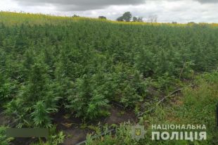 В Сумской области ликвидировали плантацию конопли на семь миллионов гривен