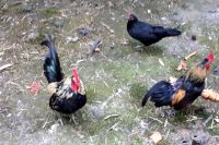 В тюменском селе введен карантин из-за вспышки птичьего гриппа