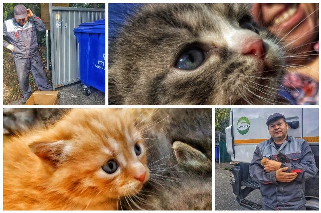 В Тюмени экипаж мусоровоза спас выброшенных котят