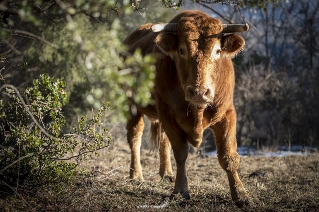 На ферме в Стародубском районе бык убил загонщика