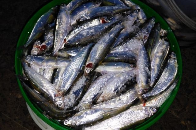 На севере Красноярского края задержали рыбака за незаконный вылов тугунка