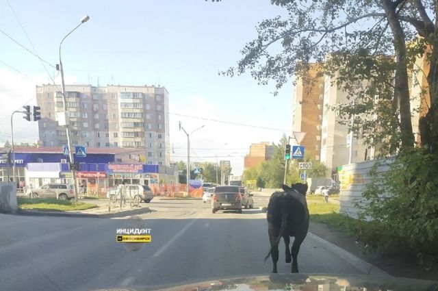 Тощую корову заметили на дороге в Новосибирске