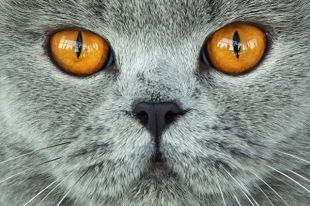 Эксперты доказали лечебные способности кошек