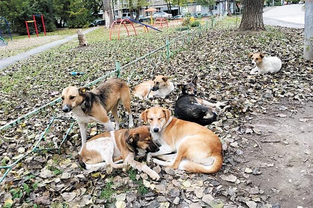 «За детей страшно»: жители Кизела пожаловались на стаи бродячих собак
