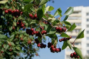 Боярышник: польза и вред для здоровья