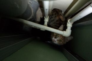 Котят передали жителям дома.