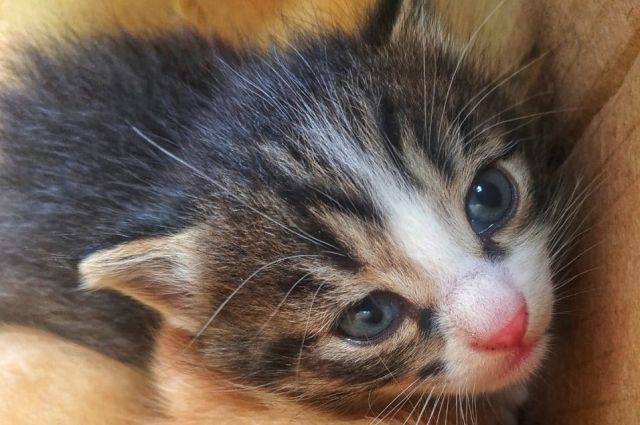 Почти все котята, найденные экипажем мусоровоза в Тюмени, обрели новый дом