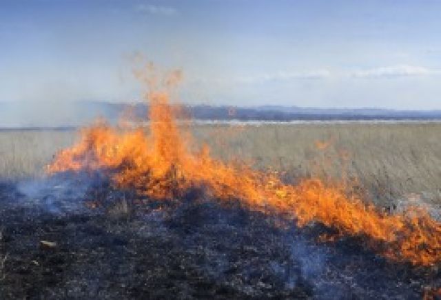 Крупный лесной пожар добрался до жилых домов в Ростовской области