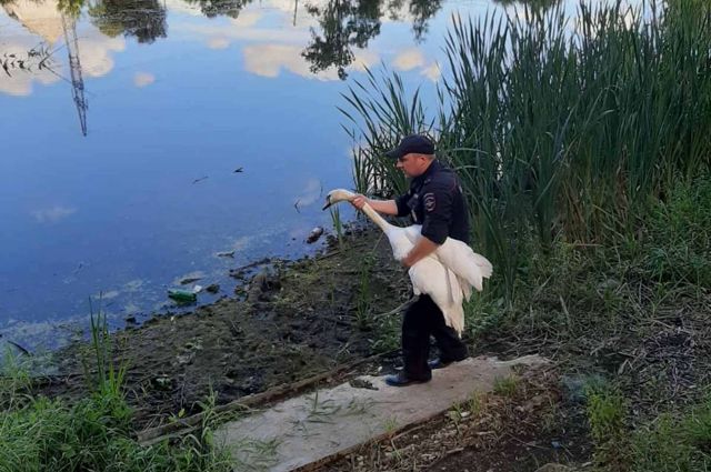 В Немане полицейские спасли лебедя, упавшего на проезжую часть
