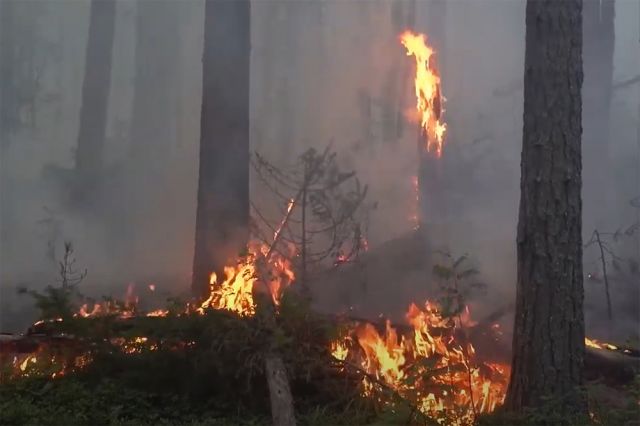 В Ростовской области из-за природных пожаров погибла пожилая женщина
