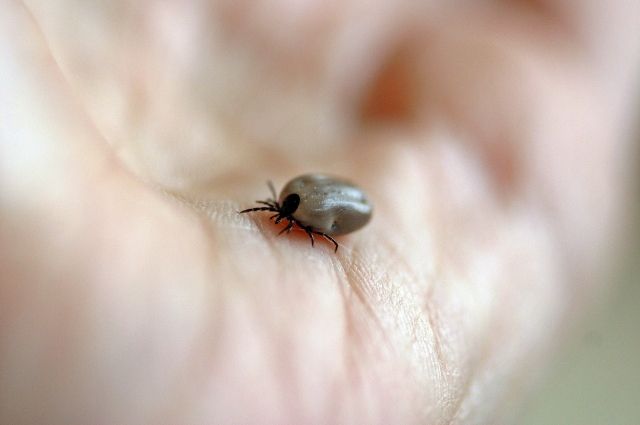 С начала клещевого сезона в Оренбуржье от укусов насекомых пострадали почти 2,5 тысячи человек.. 