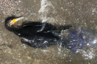 На побережье Азовского моря массово гибнут бакланы