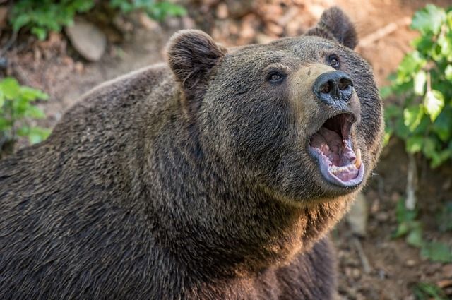 В новосибирском парке ищут сбежавшего медведя