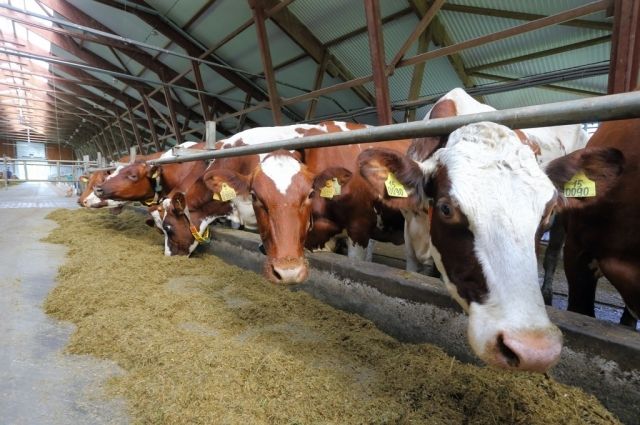 Коровы в Хабаровском районе могут стать бесплодными