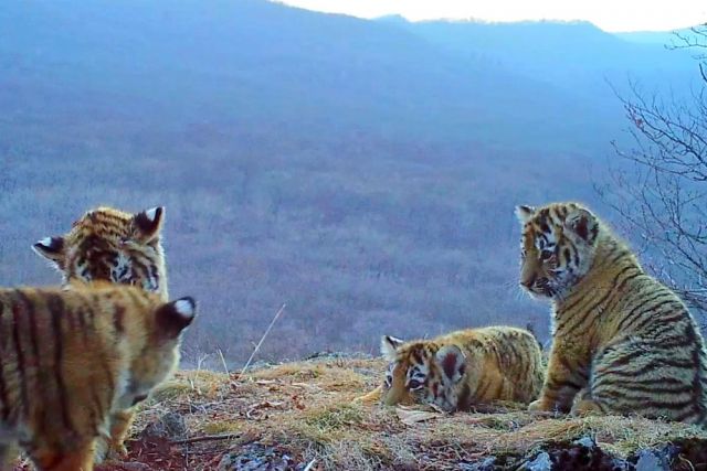 В нацпарке Сочи продлили конкурс на лучшее имя для котенка леопарда