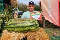 Самый большой арбуз в России весом почти 58 кг вырастил фермер из Соль-Илецка Петр Есипчугов.