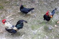 В Тюменской области зафиксировали десять очагов птичьего гриппа