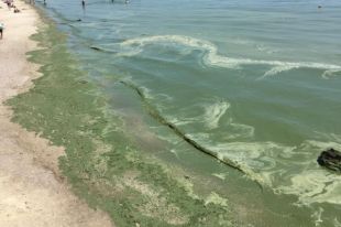 Водоросли могут стать сырьем для производств «мяса»