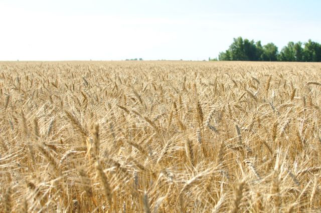 Пензенские аграрии установили рекорд, намолотив более 3 млн тонн зерна