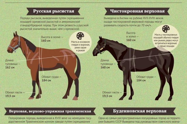 Популярные породы лошадей. Инфографика