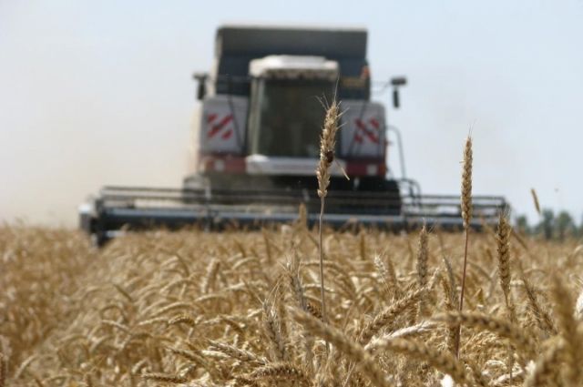 Красноярские аграрии собрали с полей уже больше миллиона тонн зерна
