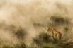 Львица охотится во время пыльной бури на берегу реки Мара в Кении.