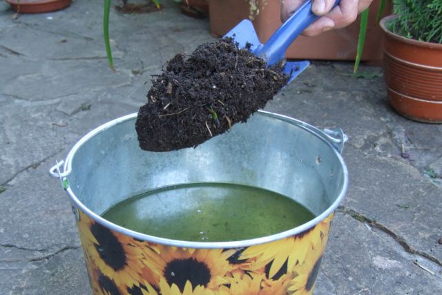 В воде разведите компост и удобрение с полезными микроорганизмами.
