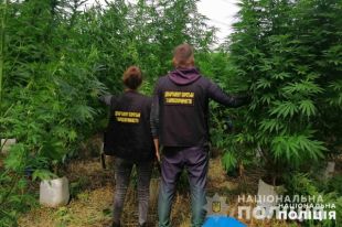 В Киевской области ликвидировали спрятанную в лесу плантацию конопли