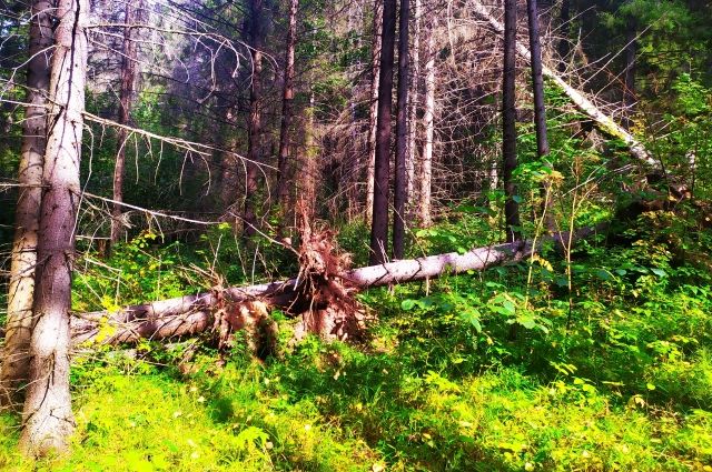 житель Березников пропал в лесу, куда выехал вместе с группой туристов.