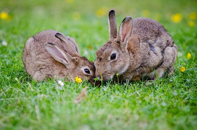 Тюменских кроликов скрещивают с казахстанскими для обновления генетики