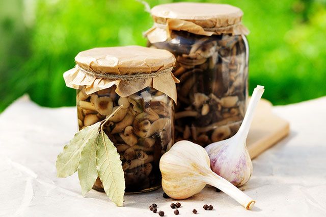 Маринованные опята на зиму: простые рецепты вкусных грибов с уксусом и без