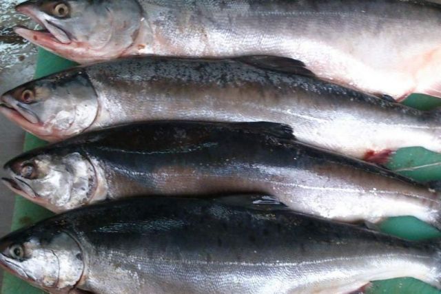 Уличные торговцы рыбой угрожают здоровью хабаровчан