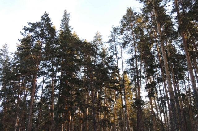 Национальный парк «Бузулукский бор» получил предписание регионального УФАС