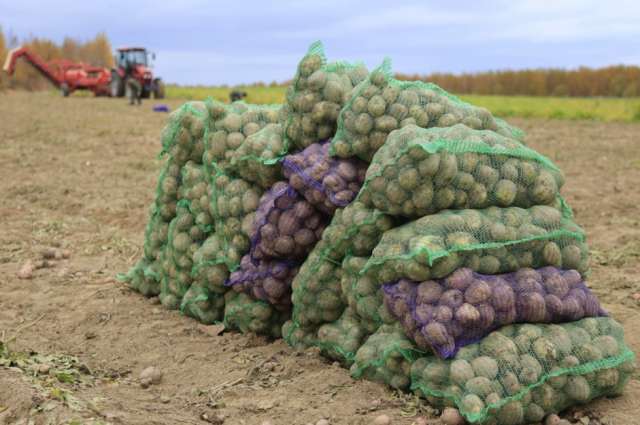 Аграрии собирают урожай картофеля