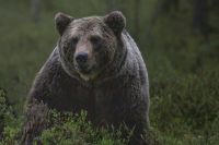 В Удмуртии медведь попался в фотоловушку местного жителя