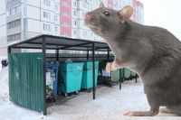 Пока крысы оккупировали контейнерные площадки, но с наступлением холодов двинутся зимовать в подвалы жилых домов.